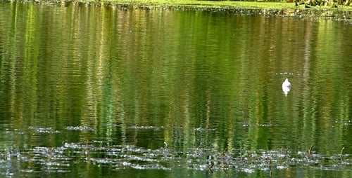 Solitary White Bird Swimming on Green Lake