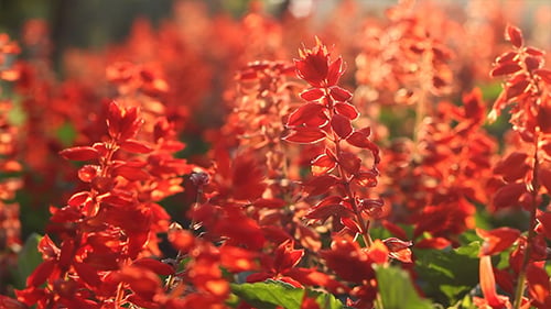 Gemischte Blumen im Sonnenuntergang