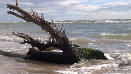Árbol arrastrado en la playa
