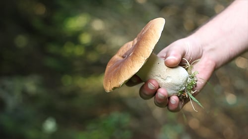 Hand Holding Freshly Picked Porcini Mushroom
