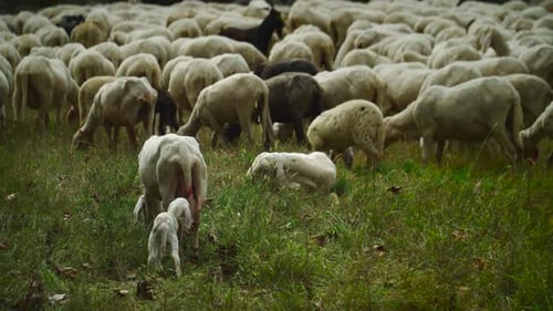 Ein kleines Lamm und die Mutter in einer Herde