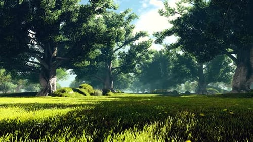 Static Forest Clearing Landscape Video Shot