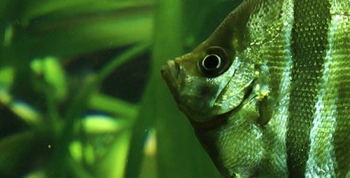 Fische im Aquarium