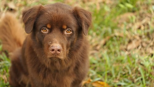 Brown Dog Looking at the Camera Close Up