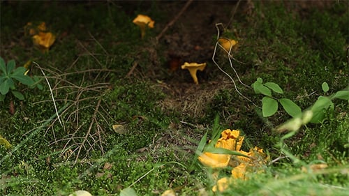 Yellow Chanterelle Mushrooms Growing on Forest Floor