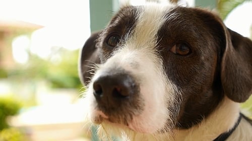 Netter Hund mit intelligenten Augen