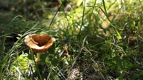 Forest Fungus