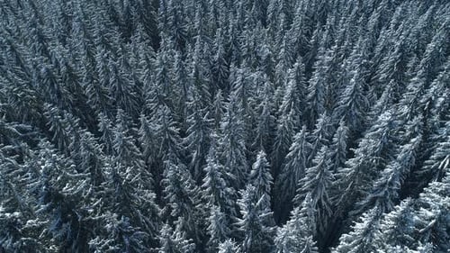 Winter Season Spruce and Pine Trees Covered with Snow. Aerial Top Down Flyover Shot of Winter Forest