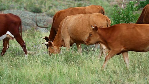 Grazing Cows