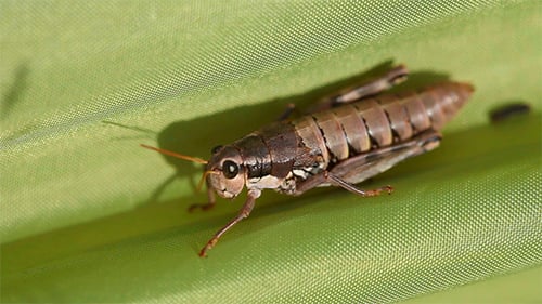 Grashüpfer