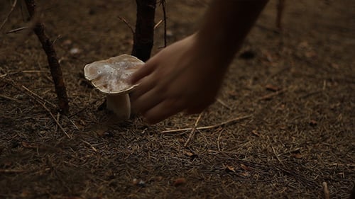 Mushroom Picking in Forest, Close Up