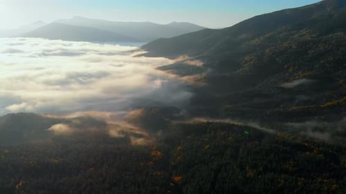 Aerial view: Amazing Thick Morning Fog Covering Mountains Spice and Spruce Forest.