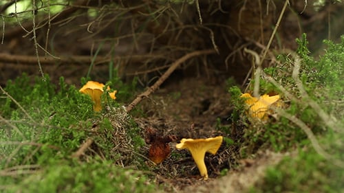 Forest Chanterelle Mushrooms
