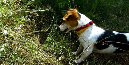 Jack Russell Terrier 16