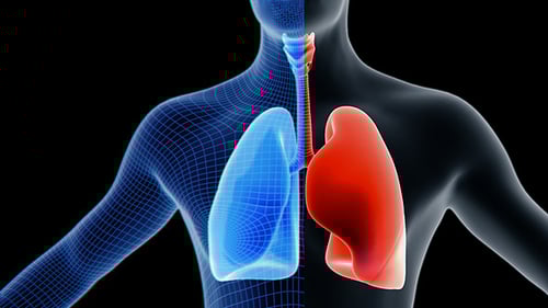 3D Animation of Human Lungs and Respiratory System Breathing