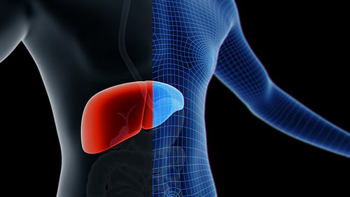 Liver