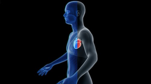 3D Human Anatomy Scan with Beating Heart Medical Visualization