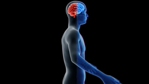 3D Human Brain and Body Wireframe Rotation