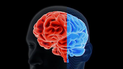 Brain 2