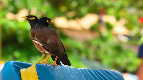 Common Myna