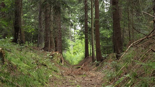 Chemin dans la forêt