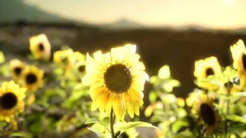 Sunflower Field on a Warm Summer Evening