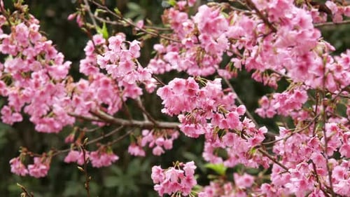 Pink Cherry Blossoms Blooming in Springtime