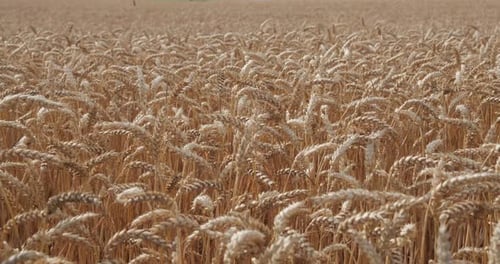 Ripe Wheat Ears Sway In The Wind. Wheat Field