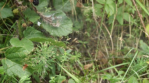 Araignée attaque sa proie