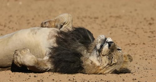 Schlafender männlicher afrikanischer Löwe