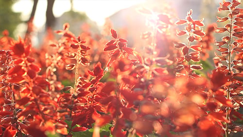Sunny Red Flowers