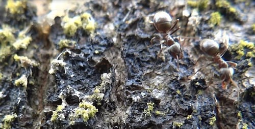Ants On Tree