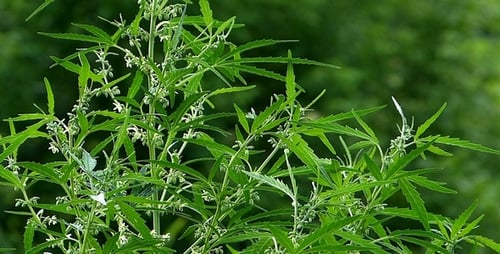 Lush Green Plant Flourishing in Natural Light