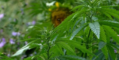 Marihuana-Blatt 4