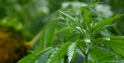 Marihuana-Blatt 5