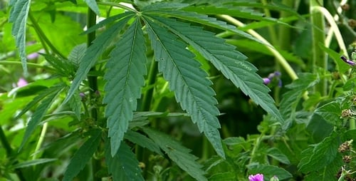 Marihuana-Blatt 7