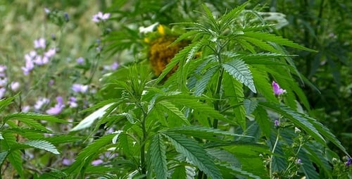 Marihuana-Blatt 8