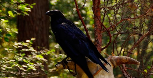 Vogel Raven 3