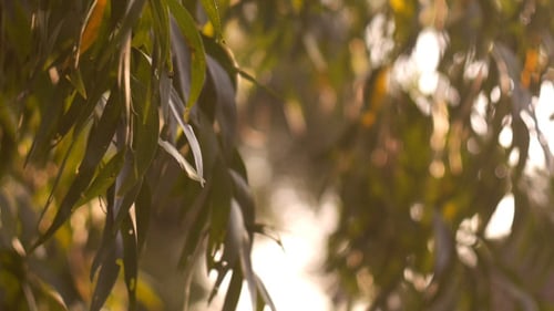 Bokehtree In The Garden