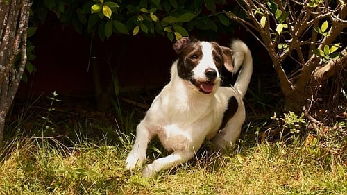 Happy Dog Rests and Wags Tail