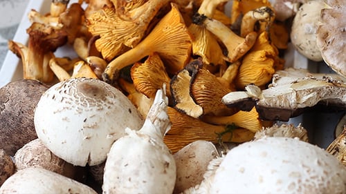 Assortment of Fresh Chanterelles, Porcini, and Parasol Mushrooms
