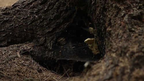 Fallen Tree Trunk with Spiderweb, Dolly Shot