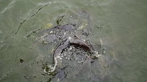 Catfish Feeding in Pond