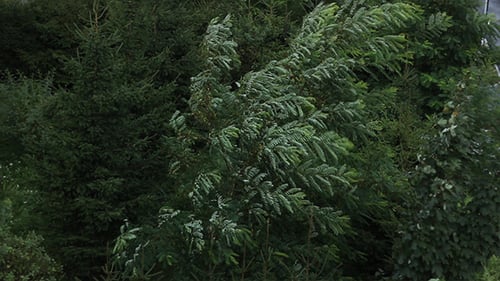 Green Trees Blowing in the Wind in Nature