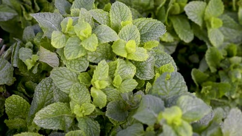 Menthe fraîche exposée en vente au marché Plan panoramique