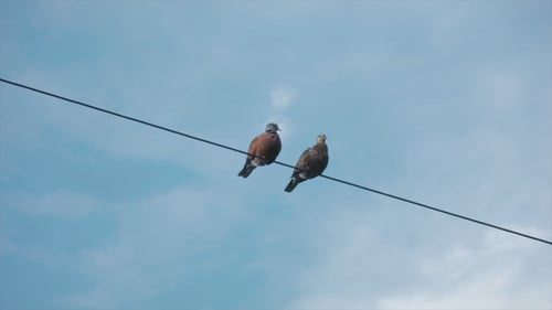 Two Birds Perched on a Power Line
