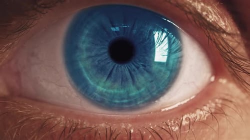 Blue Eye Looking at Camera Close Up