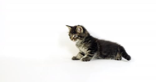 Brown Blotched Tabby Maine Coon Hauskatze, Kätzchen vor weißem Hintergrund, Normandie