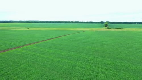 Aerial View of Agriculture Field in Countryside.