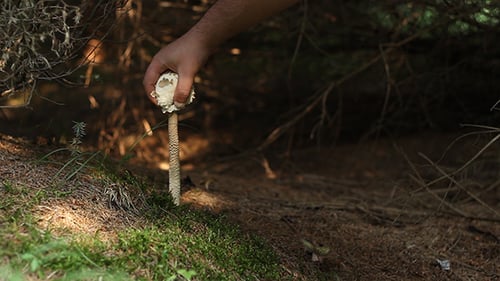 Hand Picks Mushroom in Natural Forest Setting